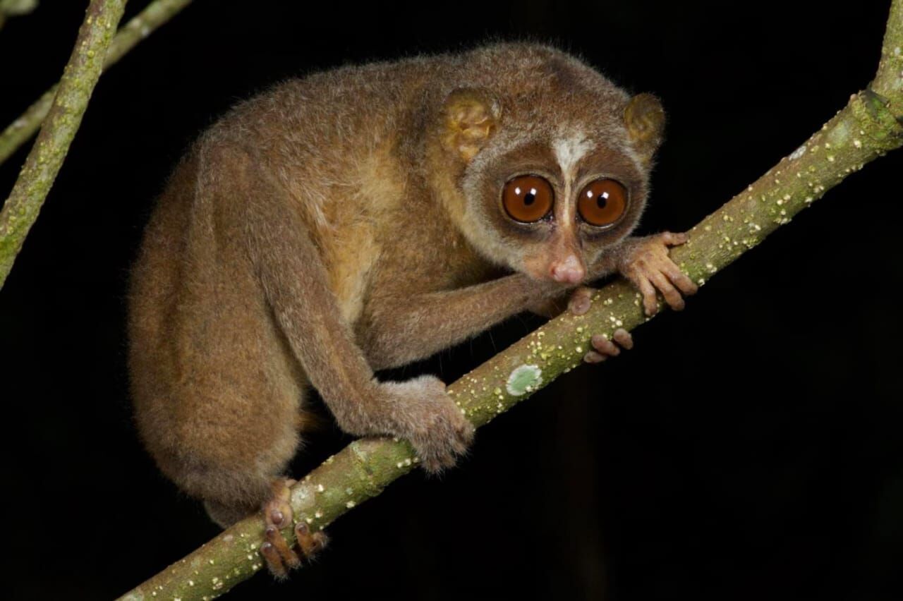 Village Night Safari